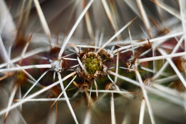 Почки на opuntia polyacantha